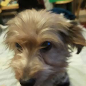 Meet your Posher, Patsy